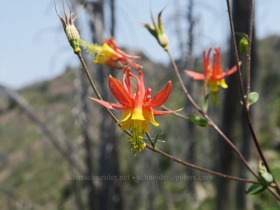 western columbine (Aquilegia formosa) [Onion Creek Trail, Strawberry Mountain Wilderness, Grant County, Oregon]