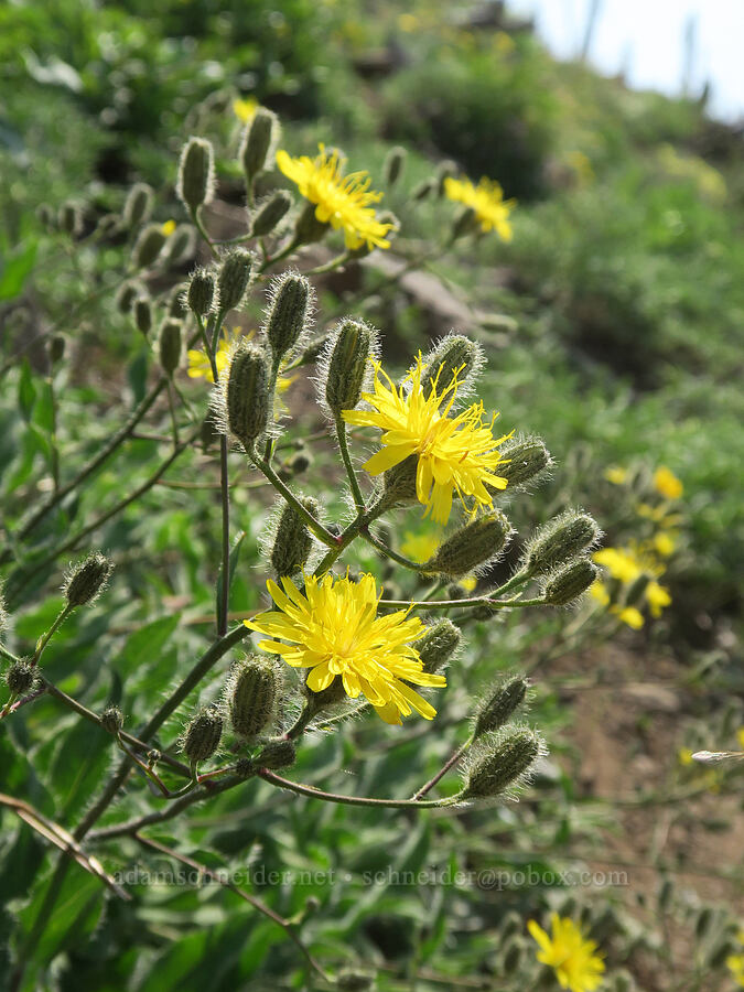 Scouler's hawkweed (Hieracium scouleri) [Onion Creek Trail, Strawberry Mountain Wilderness, Grant County, Oregon]