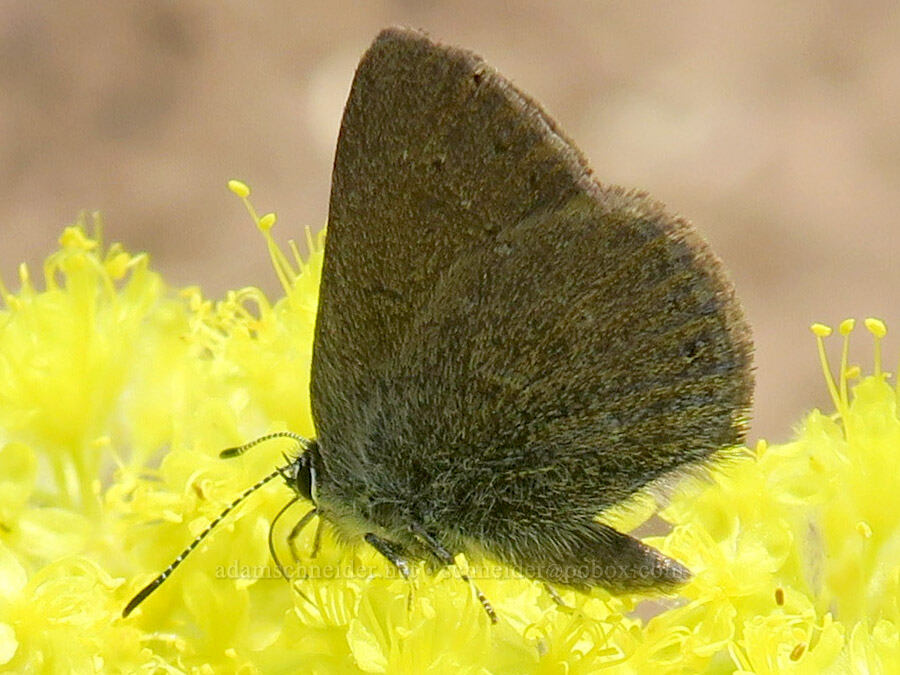 sagebrush sooty hairstreak butterfly (Satyrium semiluna) [Onion Creek Trail, Strawberry Mountain Wilderness, Grant County, Oregon]