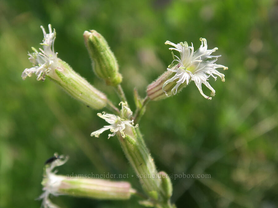 Oregon catchfly (Silene oregana) [Onion Creek Trail, Strawberry Mountain Wilderness, Grant County, Oregon]