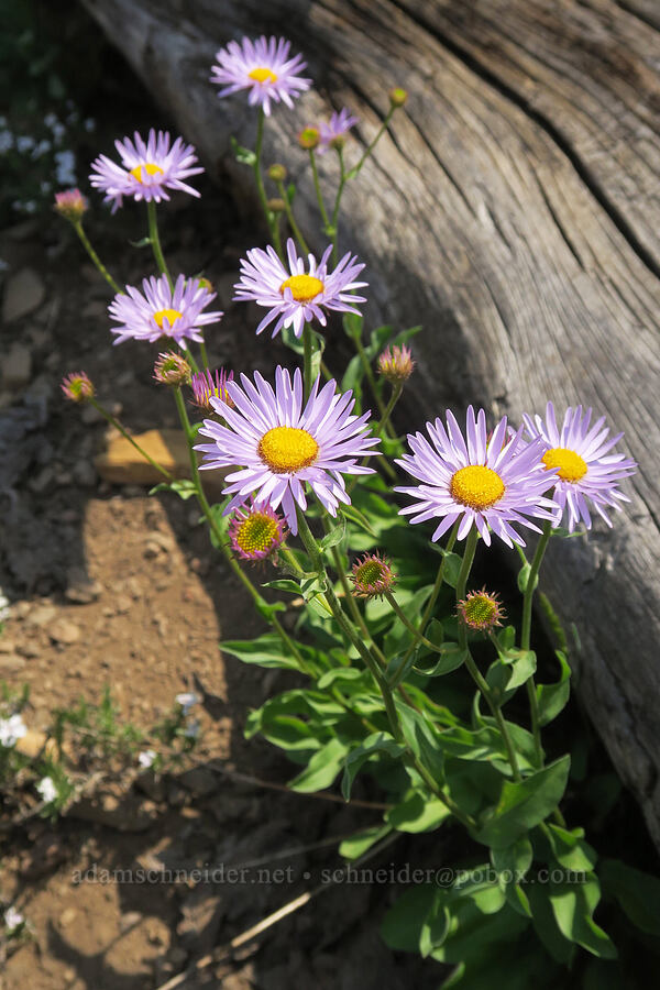subalpine fleabane (Erigeron glacialis var. glacialis) [Onion Creek Trail, Strawberry Mountain Wilderness, Grant County, Oregon]