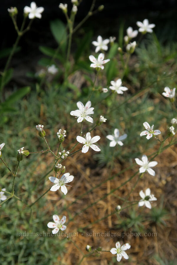 prickly sandwort (Eremogone aculeata (Arenaria aculeata)) [Onion Creek Trail, Strawberry Mountain Wilderness, Grant County, Oregon]