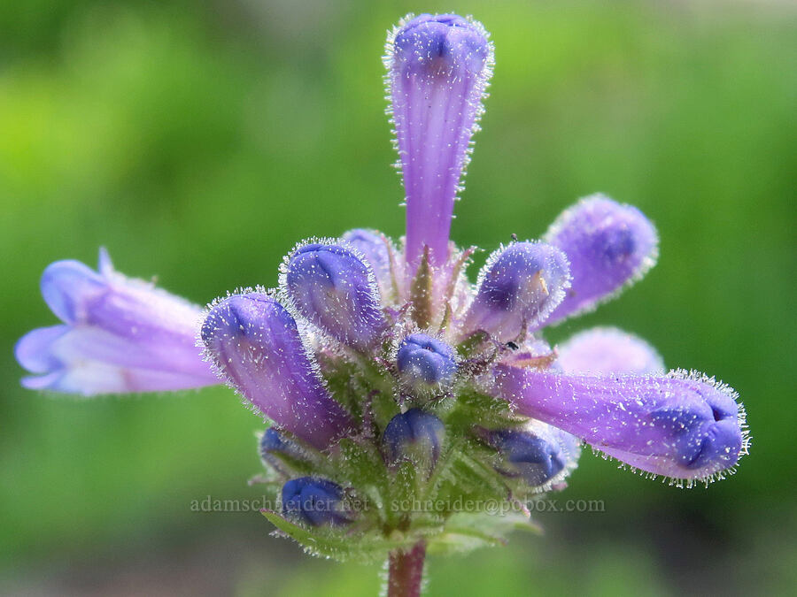 sulphur penstemon, blue form (Penstemon attenuatus) [Onion Creek Trail, Strawberry Mountain Wilderness, Grant County, Oregon]