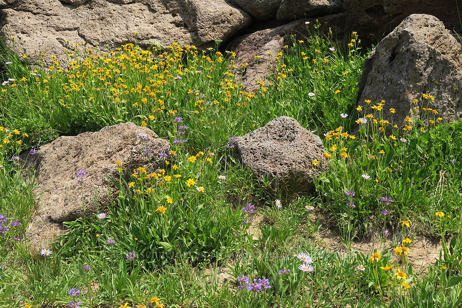 hairy arnica & sulphur penstemon (Arnica mollis, Penstemon attenuatus) [Onion Creek Trail, Strawberry Mountain Wilderness, Grant County, Oregon]