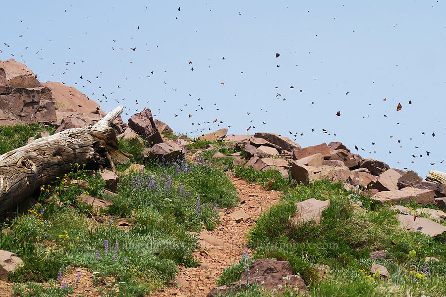 California tortoiseshell butterflies (Nymphalis californica) [Onion Creek Trail, Strawberry Mountain Wilderness, Grant County, Oregon]