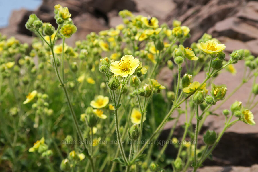 sticky cinquefoil (Drymocallis sp. (Potentilla glandulosa)) [Onion Creek Trail, Strawberry Mountain Wilderness, Grant County, Oregon]