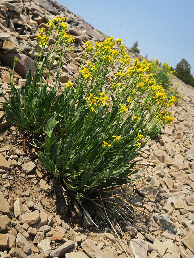 thick-leaved groundsel (Senecio crassulus) [Onion Creek Trail, Strawberry Mountain Wilderness, Grant County, Oregon]
