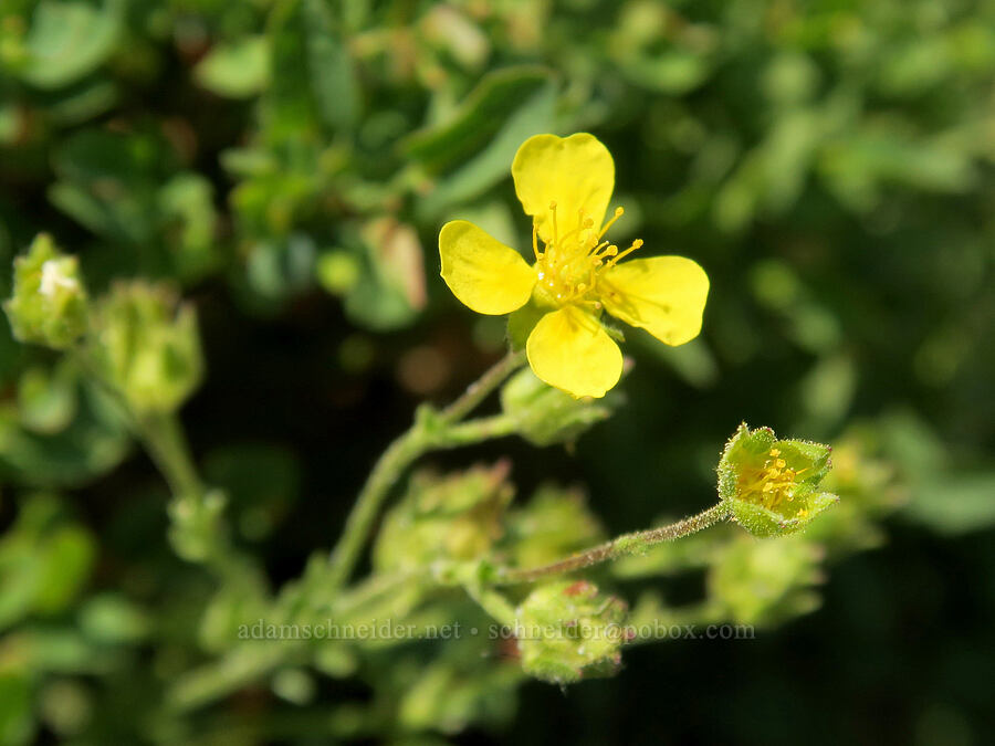short-leaved cinquefoil (Potentilla brevifolia) [Onion Creek Trail, Strawberry Mountain Wilderness, Grant County, Oregon]