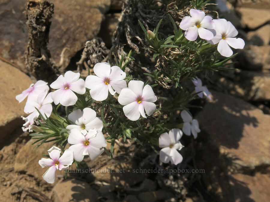 spreading phlox (Phlox diffusa) [Onion Creek Trail, Strawberry Mountain Wilderness, Grant County, Oregon]