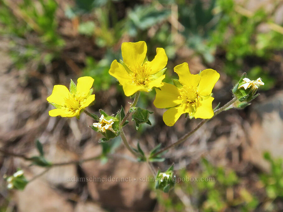 blue-leaf cinquefoil (Potentilla glaucophylla (Potentilla diversifolia var. glaucophylla)) [Onion Creek Trail, Strawberry Mountain Wilderness, Grant County, Oregon]