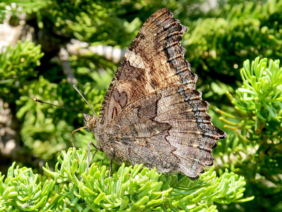 California tortoiseshell butterfly (Nymphalis californica) [Summit Trail, Strawberry Mountain Wilderness, Grant County, Oregon]