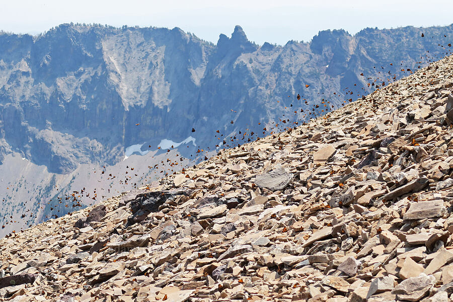 California tortoiseshell butterflies (Nymphalis californica) [Summit Trail, Strawberry Mountain Wilderness, Grant County, Oregon]