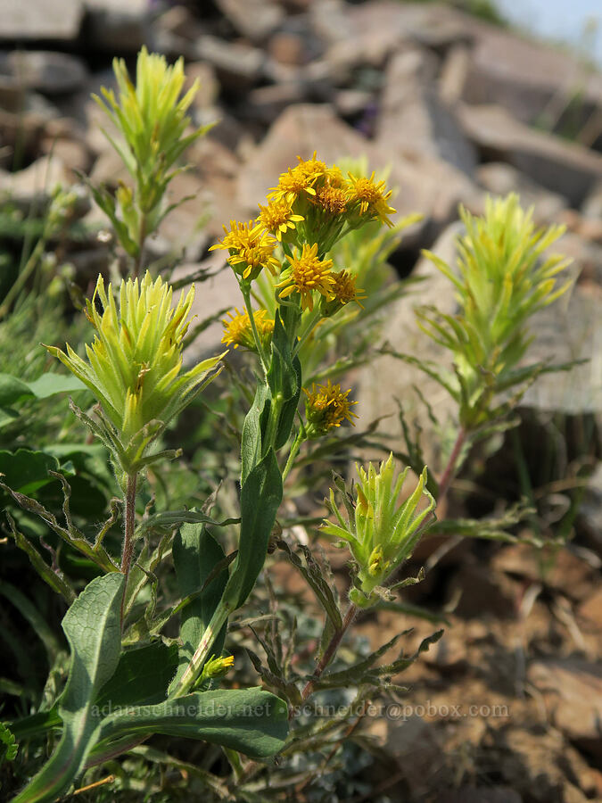northern goldenrod & glandular paintbrush (Solidago multiradiata, Castilleja glandulifera) [Summit Trail, Strawberry Mountain Wilderness, Grant County, Oregon]