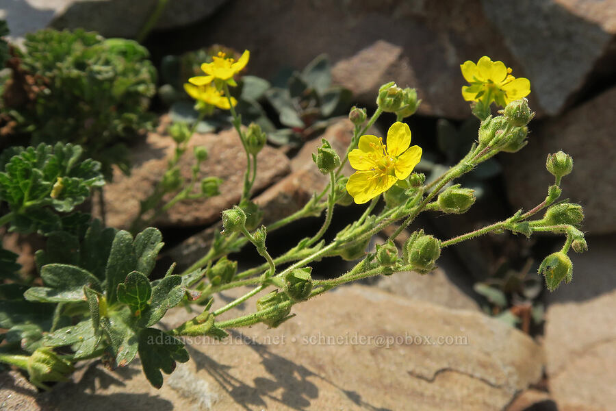 short-leaved cinquefoil (Potentilla brevifolia) [Summit Trail, Strawberry Mountain Wilderness, Grant County, Oregon]