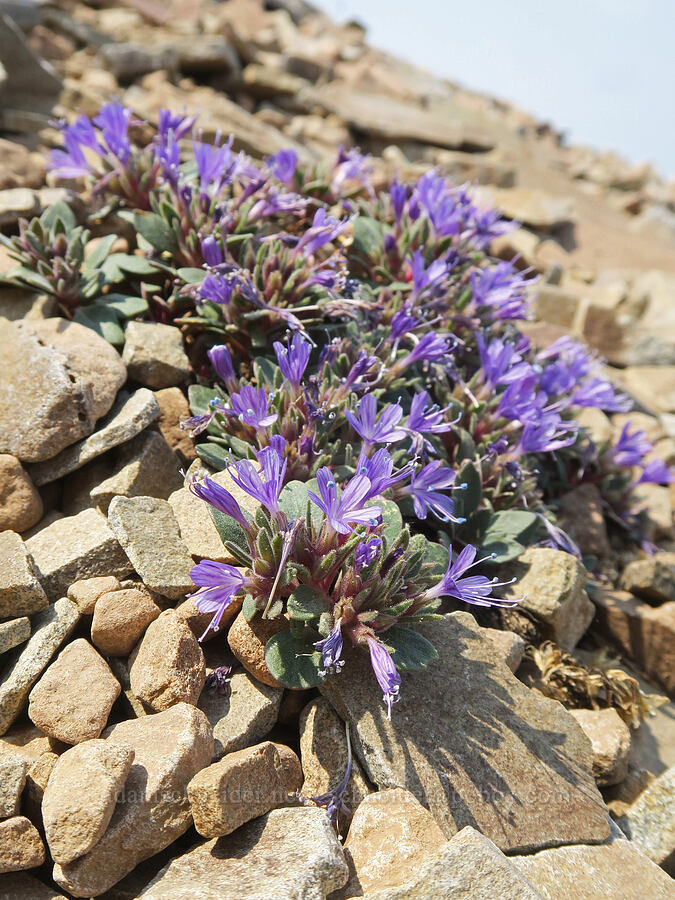 alpine collomia (Collomia debilis var. debilis) [Summit Trail, Strawberry Mountain Wilderness, Grant County, Oregon]