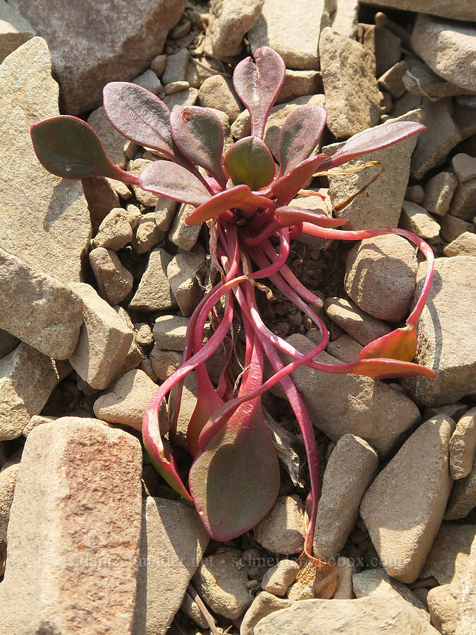 alpine spring-beauty leaves (Claytonia megarhiza var. bellidifolia) [Summit Trail, Strawberry Mountain Wilderness, Grant County, Oregon]