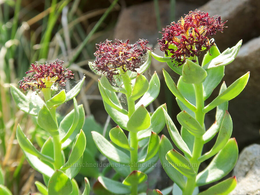 rose-root, fading (Rhodiola integrifolia) [Summit Trail, Strawberry Mountain Wilderness, Grant County, Oregon]