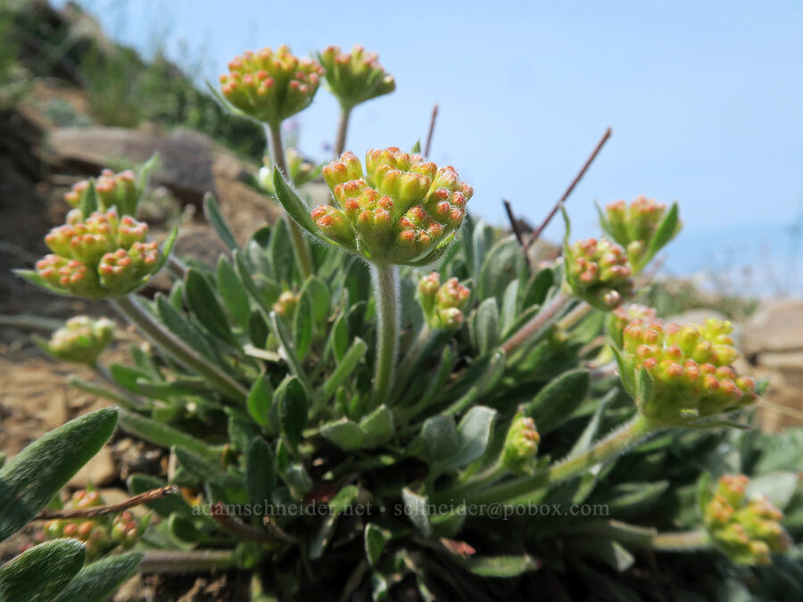Piper's yellow buckwheat, budding (Eriogonum flavum var. piperi) [Summit Trail, Strawberry Mountain Wilderness, Grant County, Oregon]