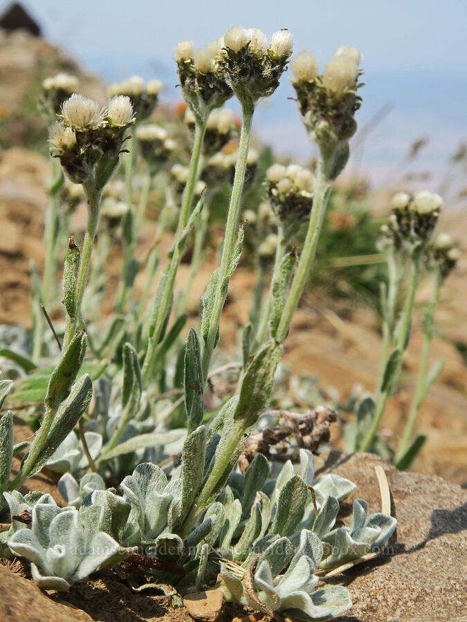 alpine pussy-toes (Antennaria media) [Summit Trail, Strawberry Mountain Wilderness, Grant County, Oregon]