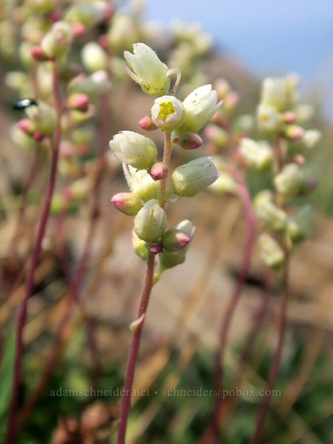 alpine alumroot with extra buds (Heuchera cylindrica) [Summit Trail, Strawberry Mountain Wilderness, Grant County, Oregon]