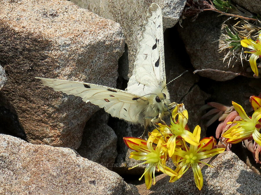 parnassian butterfly on lance-leaf stonecrop (Parnassius smintheus, Sedum lanceolatum) [Strawberry Mountain summit, Strawberry Mountain Wilderness, Grant County, Oregon]