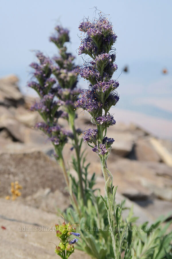 slky phacelia, fading (Phacelia sericea) [Strawberry Mountain summit, Strawberry Mountain Wilderness, Grant County, Oregon]