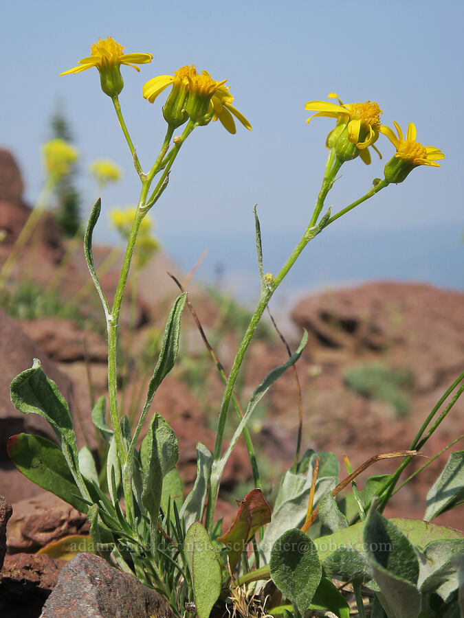 woolly groundsel (Packera cana (Senecio canus)) [Strawberry Mountain, Strawberry Mountain Wilderness, Grant County, Oregon]
