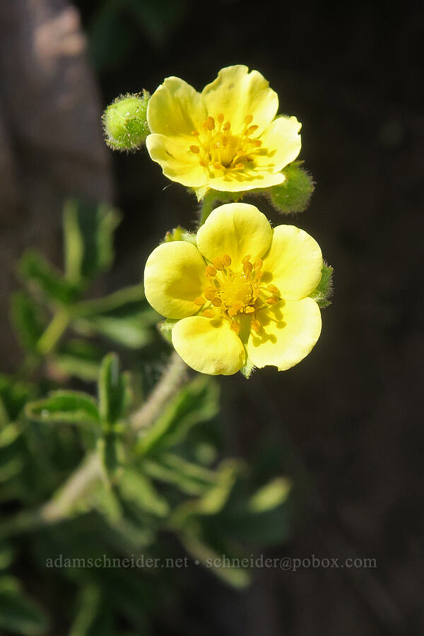 mountain sticky cinquefoil (Drymocallis pseudorupestris (Potentilla glandulosa ssp. pseudorupestris)) [Strawberry Mountain, Strawberry Mountain Wilderness, Grant County, Oregon]
