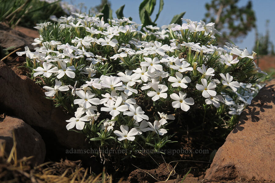 phlox (Phlox sp.) [Onion Creek Trail, Strawberry Mountain Wilderness, Grant County, Oregon]