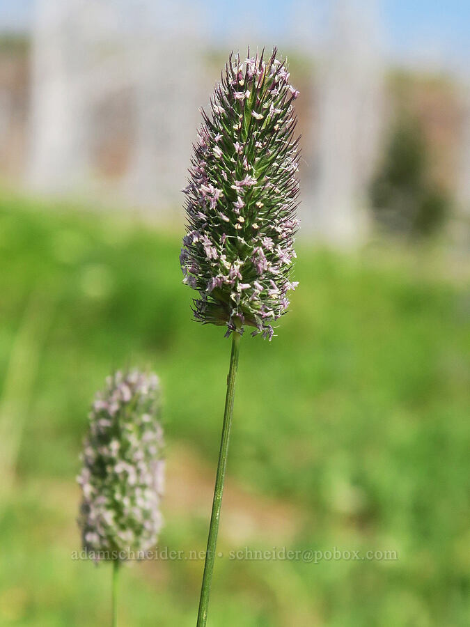 alpine timothy grass (Phleum alpinum) [Onion Creek Trail, Strawberry Mountain Wilderness, Grant County, Oregon]