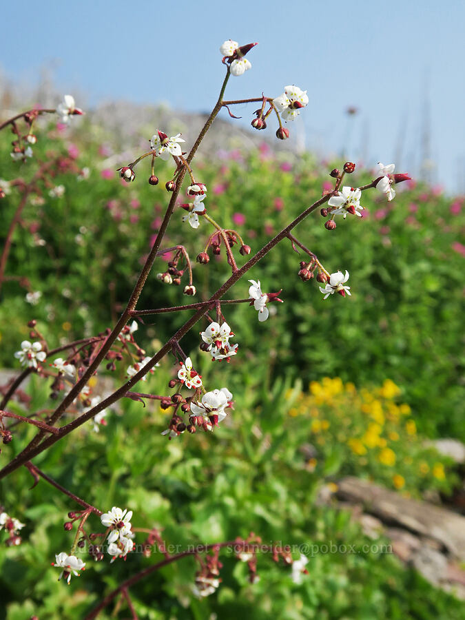 brook saxifrage (Micranthes odontoloma (Saxifraga odontoloma)) [Onion Creek Trail, Strawberry Mountain Wilderness, Grant County, Oregon]