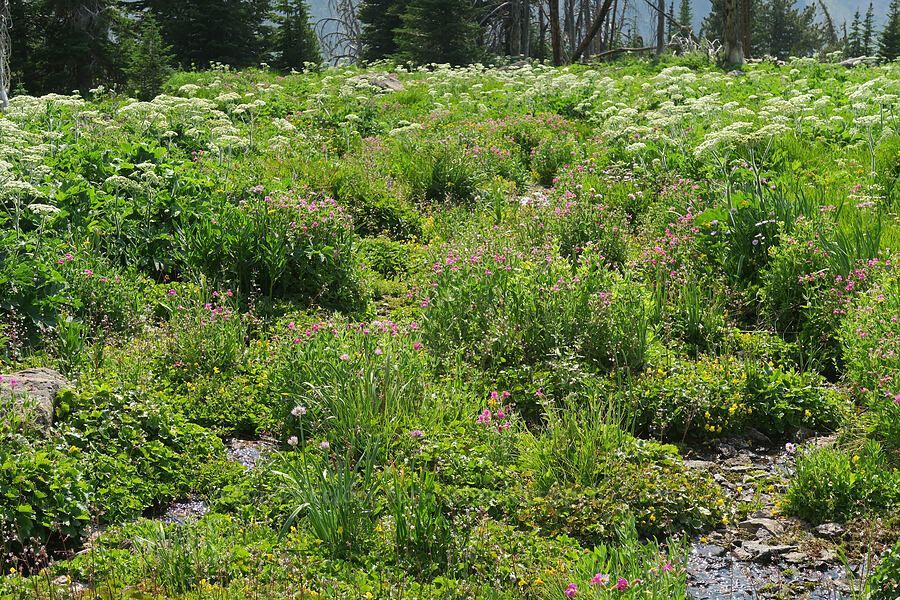 wildflowers [Onion Creek Trail, Strawberry Mountain Wilderness, Grant County, Oregon]