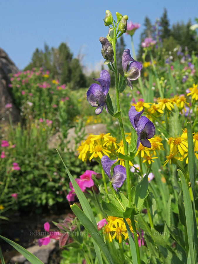 monkshood, groundsel, & monkeyflower (Aconitum columbianum, Senecio triangularis, Erythranthe lewisii (Mimulus lewisii)) [Onion Creek Trail, Strawberry Mountain Wilderness, Grant County, Oregon]
