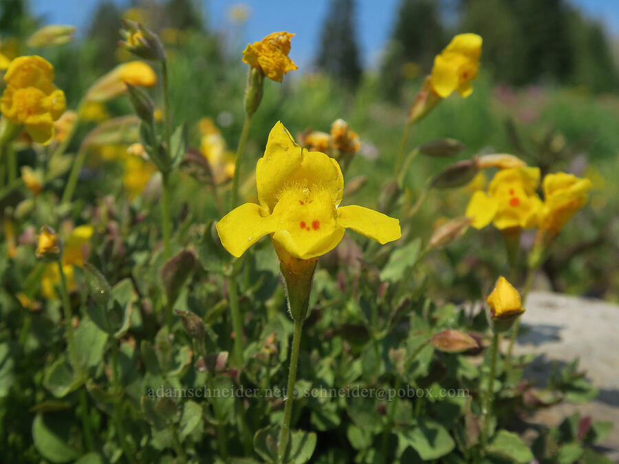 Tiling's monkeyflower (Erythranthe tilingii (Mimulus tilingii)) [Onion Creek Trail, Strawberry Mountain Wilderness, Grant County, Oregon]