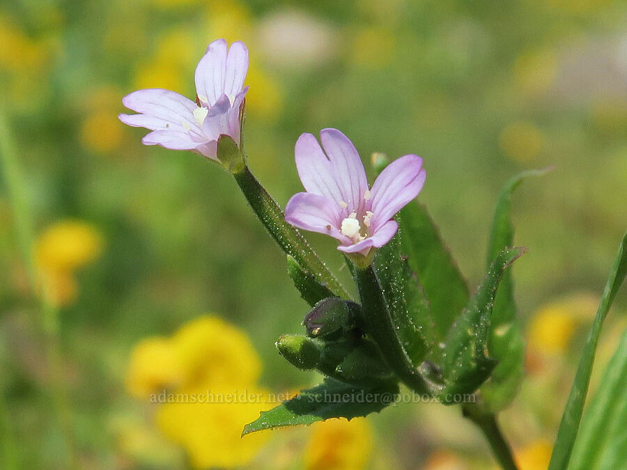 alpine willow-herb (Epilobium anagallidifolium (Epilobium alpinum)) [Onion Creek Trail, Strawberry Mountain Wilderness, Grant County, Oregon]