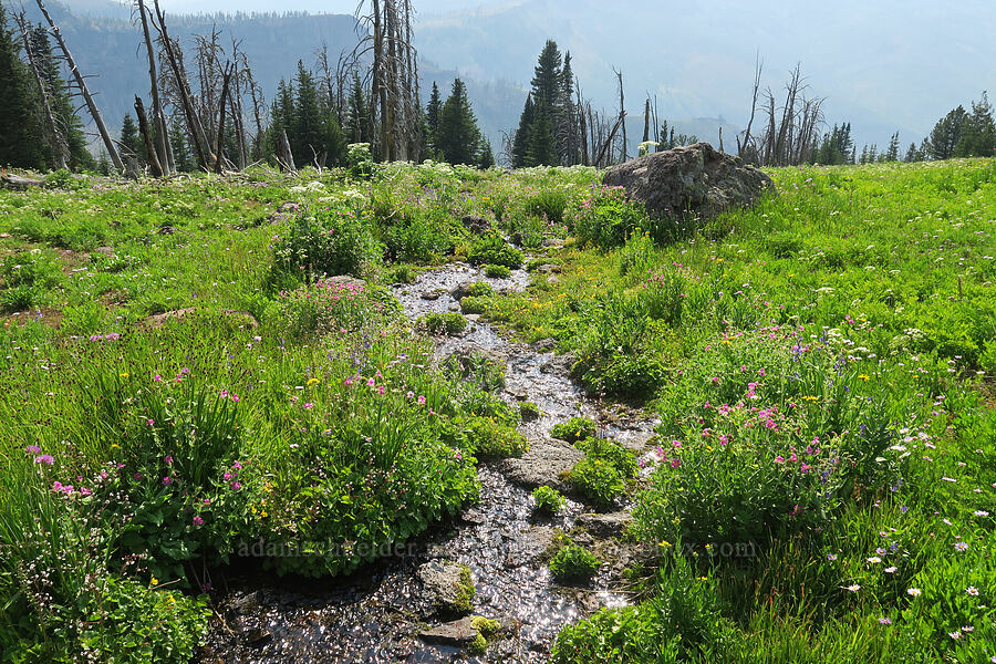 wildflowers [Onion Creek Trail, Strawberry Mountain Wilderness, Grant County, Oregon]