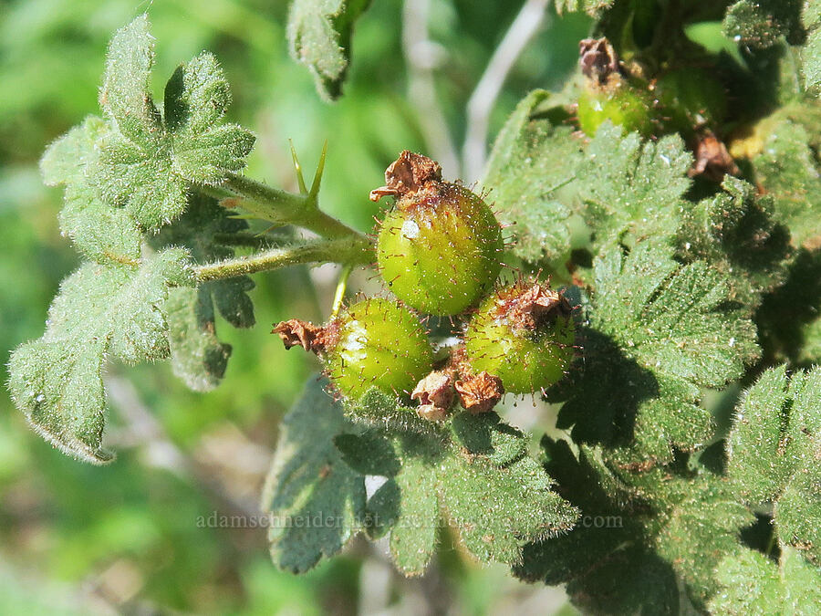 mountain gooseberry (Ribes montigenum) [Onion Creek Trail, Strawberry Mountain Wilderness, Grant County, Oregon]
