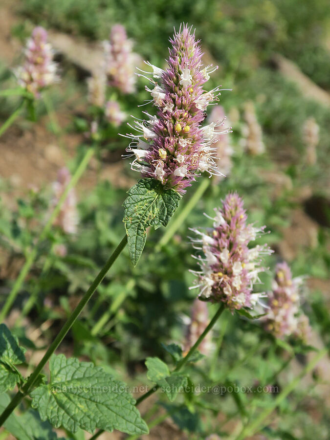 nettle-leaf horse-mint (Agastache urticifolia) [Onion Creek Trail, Strawberry Mountain Wilderness, Grant County, Oregon]
