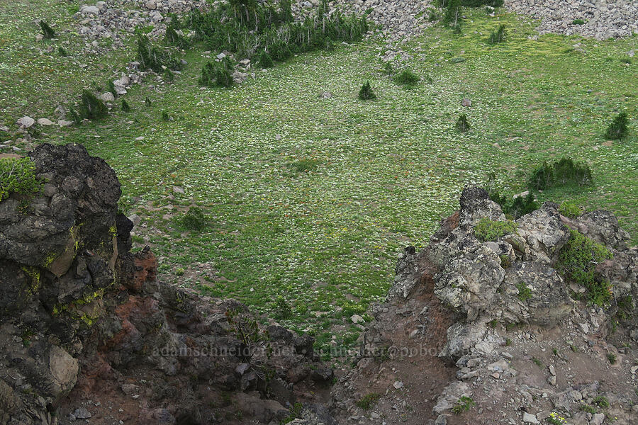 wildflowers below [above the Onion Creek Trail, Strawberry Mountain Wilderness, Grant County, Oregon]