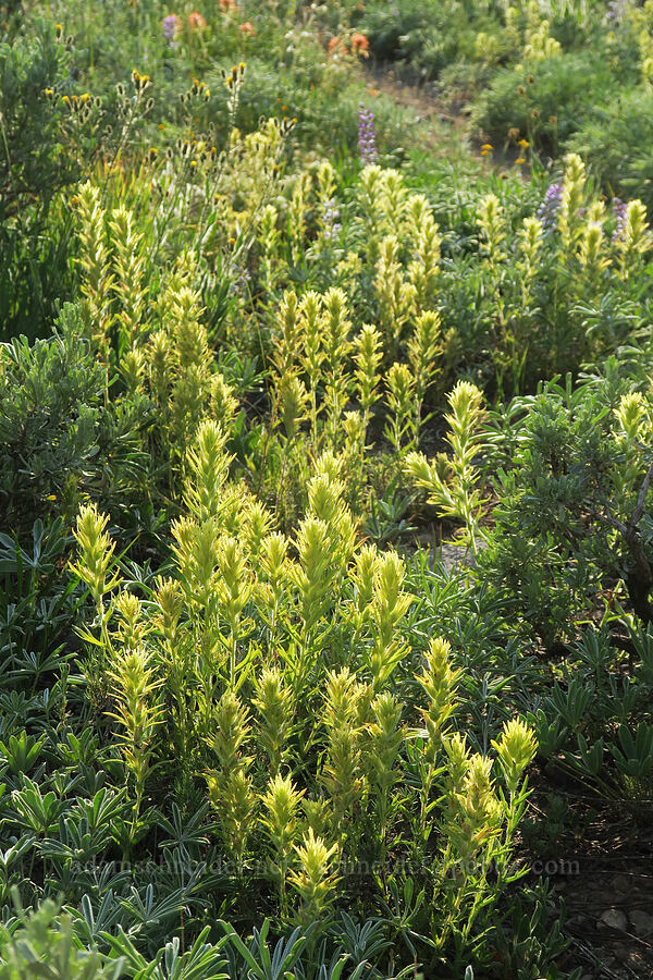glandular paintbrush (Castilleja glandulifera) [Road's End Trail, Strawberry Mountain Wilderness, Grant County, Oregon]