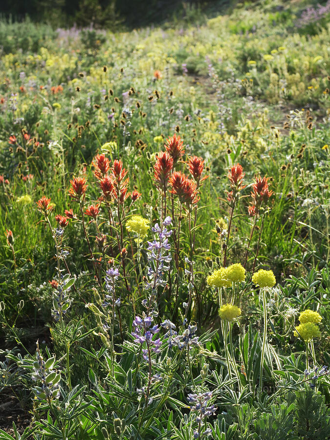 wildflowers [Road's End Trail, Strawberry Mountain Wilderness, Grant County, Oregon]