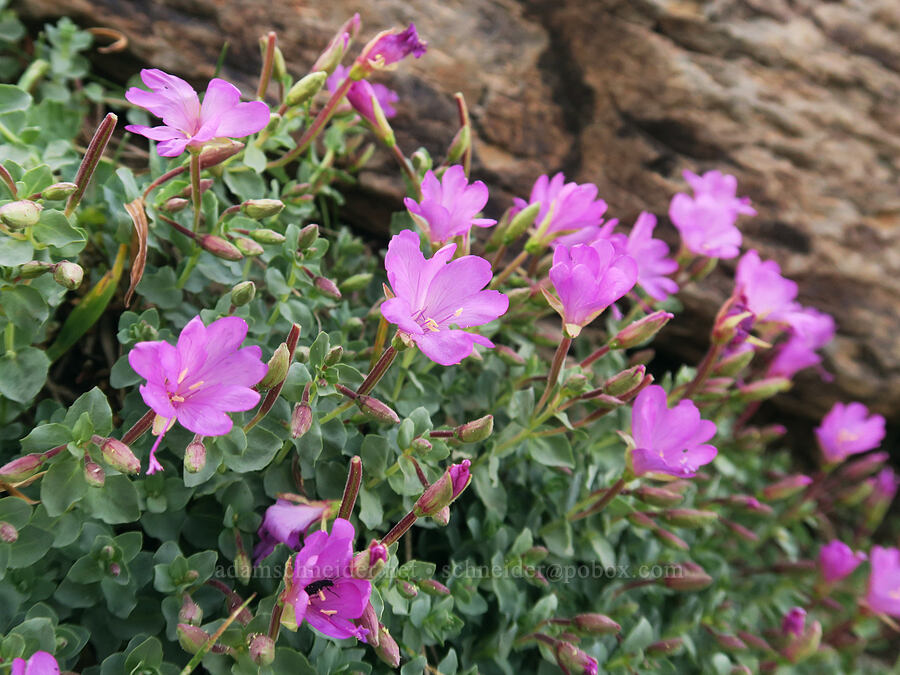 rock-fringe willow-herb (Epilobium obcordatum) [Skyline Trail, Strawberry Mountain Wilderness, Grant County, Oregon]