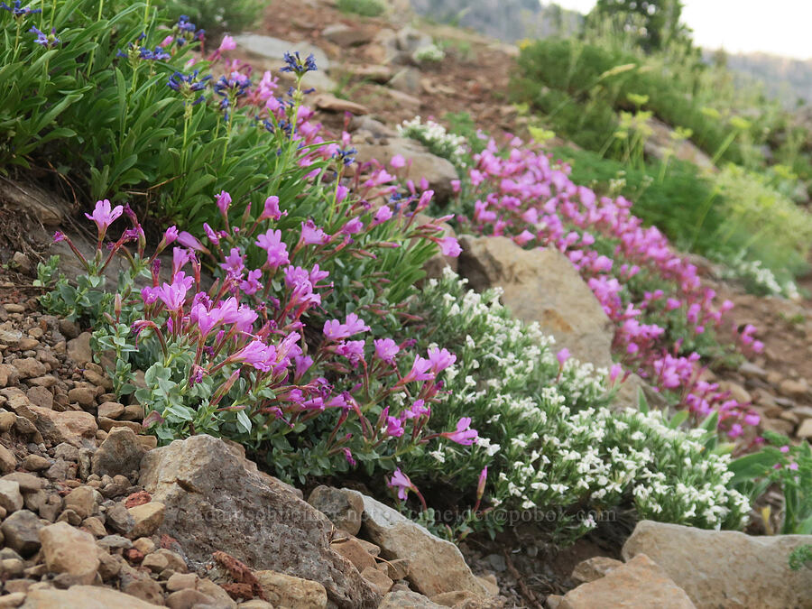 rock-fringe willow-herb (Epilobium obcordatum) [Skyline Trail, Strawberry Mountain Wilderness, Grant County, Oregon]