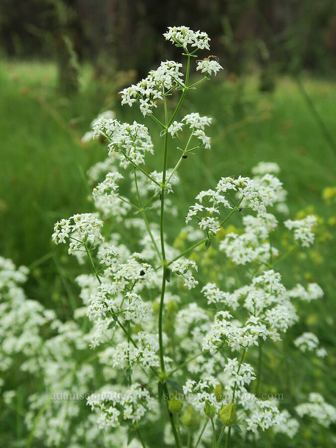 northern bedstraw (Galium boreale) [Forest Road 1640, Malheur National Forest, Grant County, Oregon]