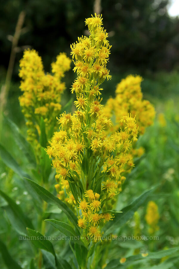 goldenrod (Solidago sp.) [Forest Road 1640, Malheur National Forest, Grant County, Oregon]