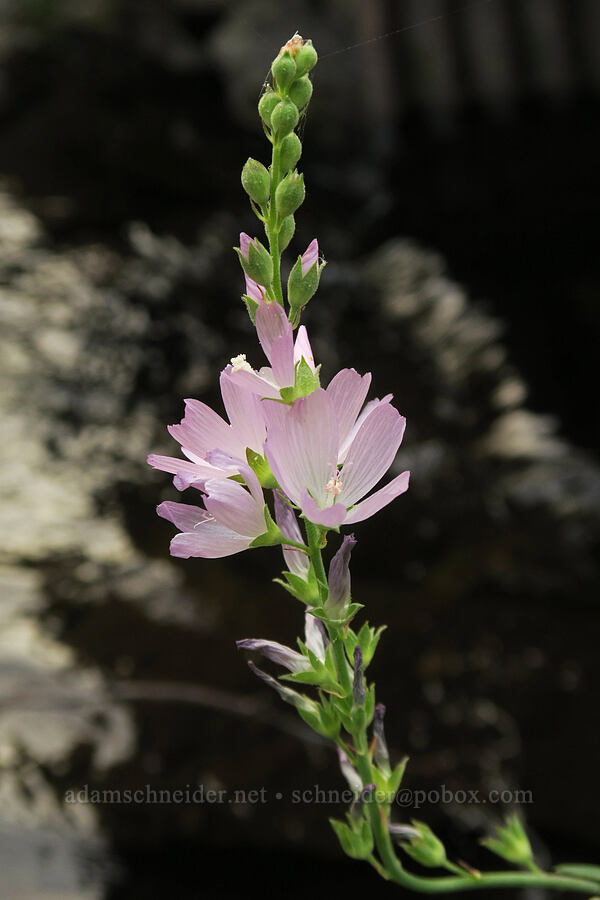 Oregon checker-mallow (Sidalcea oregana) [Bear Creek, Malheur National Forest, Grant County, Oregon]