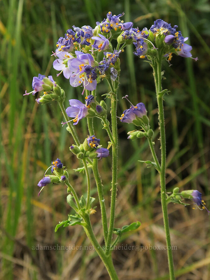 western Jacob's-ladder (Polemonium occidentale) [Bear Creek, Malheur National Forest, Grant County, Oregon]