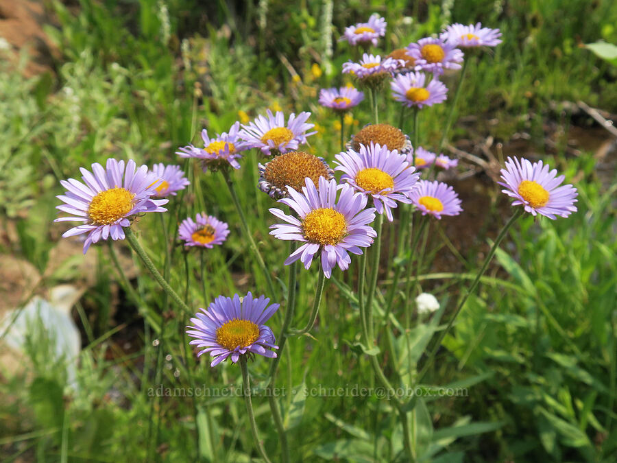 subalpine fleabane (Erigeron glacialis var. glacialis) [Forest Road 2010, Malheur National Forest, Grant County, Oregon]
