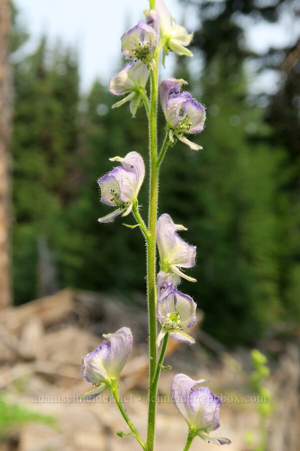 monkshood (Aconitum columbianum) [Forest Road 2010, Malheur National Forest, Grant County, Oregon]