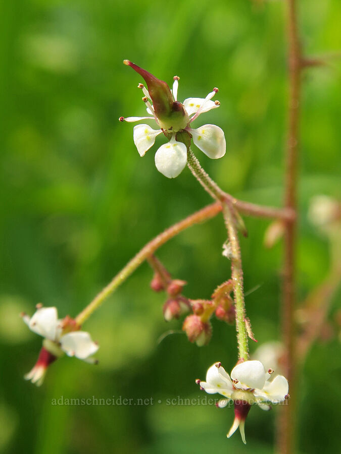 brook saxifrage (Micranthes odontoloma (Saxifraga odontoloma)) [Forest Road 2010, Malheur National Forest, Grant County, Oregon]